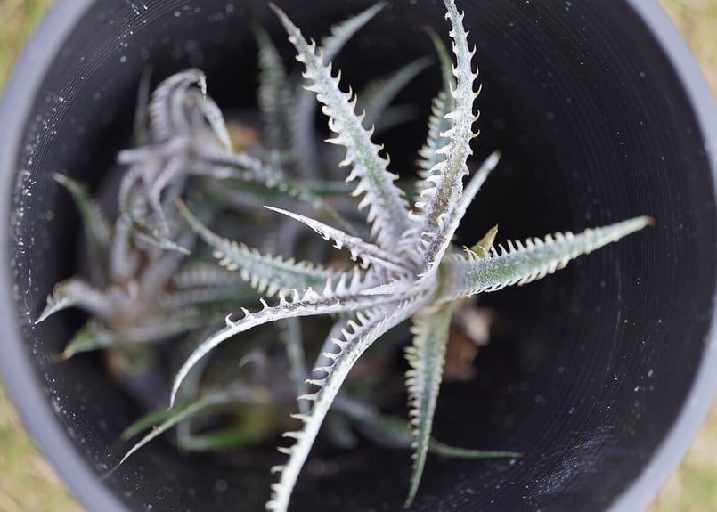 Dyckia Gandalf | mana's farm:塊根植物・アガベ・ドライガーデン植物