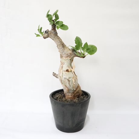 グイドッティ | STORES