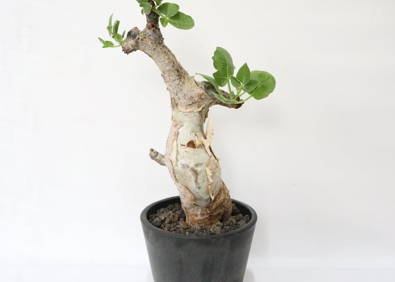 コミフォラ グイドッティ | mana's green:塊根植物販売|マナズ コミフォラ グイドッティ | mana's green:塊根植物販売|マナズ