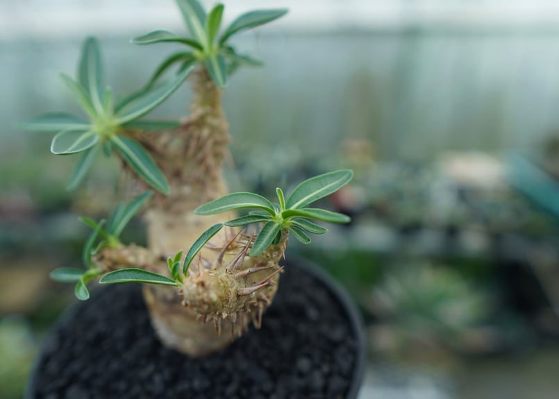 パキポディウム デンシフローラム Pachypodium densiflorum No.2 |