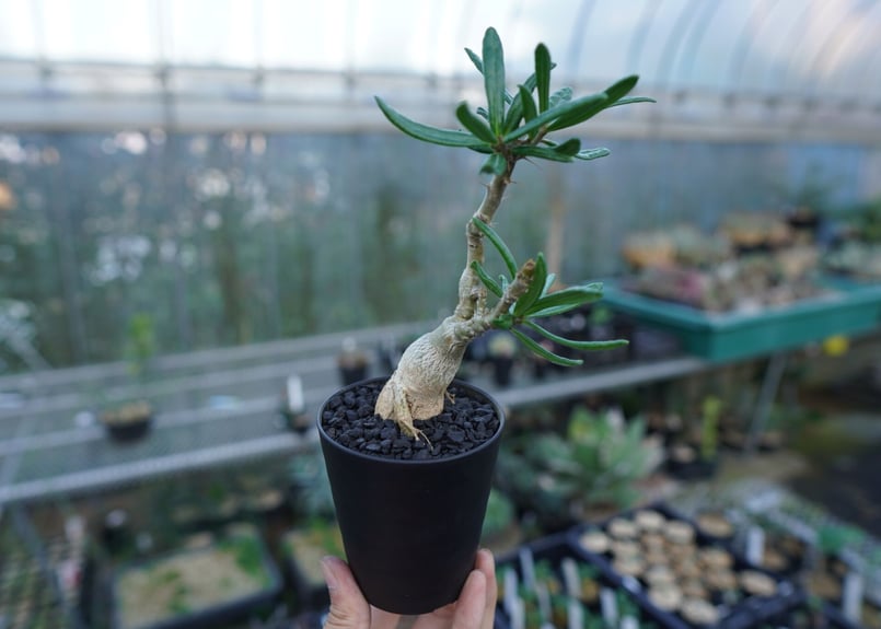 パキポディウム ビスピノーサム Pachypodium bispinosum | mana's
