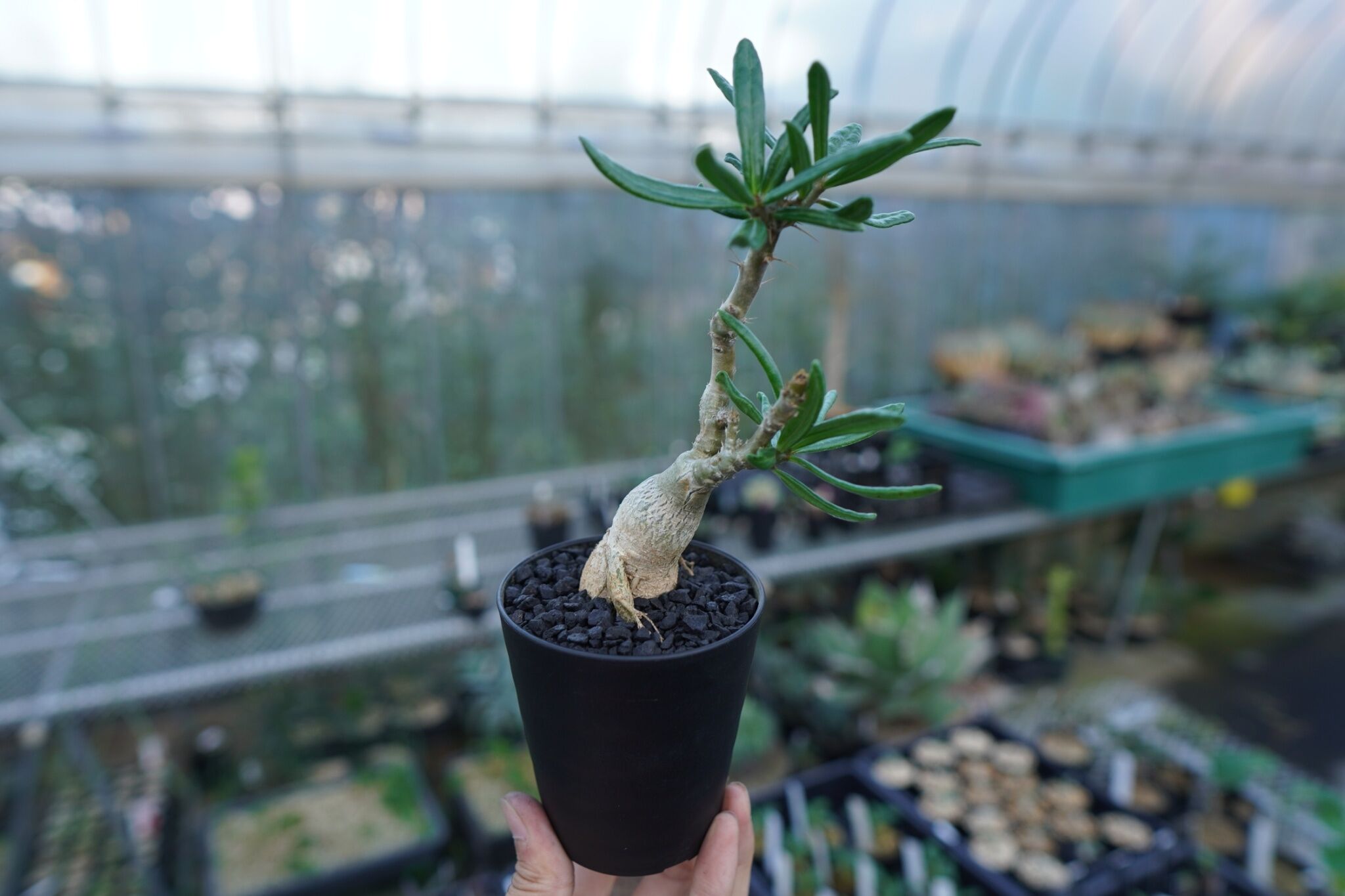 パキポディウム ビスピノーサム Pachypodium bispinosum | mana's