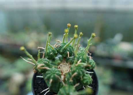 ユーフォルビア　バリダ　Euphorbia valida　No.8