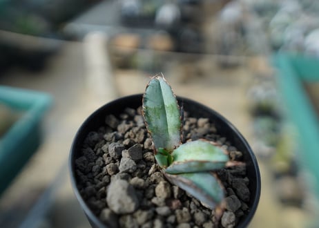 アガベ　チタノタ　 ブラックアンドブルー 　Agave titanota black and blue No.3