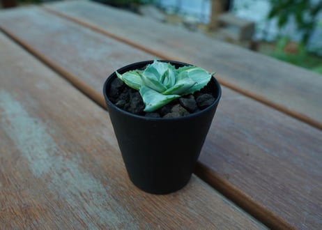 アガベ　王妃雷神錦　Agave　“Ohi Raijin Nishiki ”　No.1
