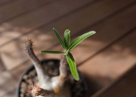 パキポディウム　グラキリス　 Pachypodium Gracilius