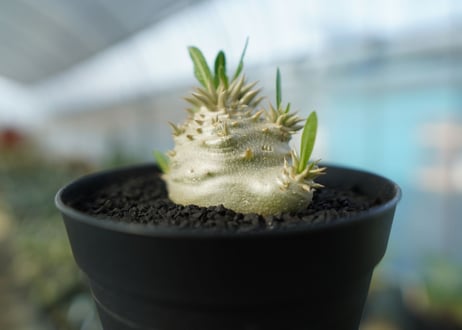 パキポディウム　恵比寿大黒　Pachypodium Densicaule　No.10