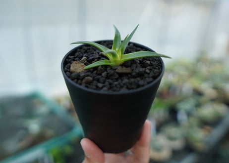 ディッキア　ムーングロー　Dyckia brevifolia  Moon Glow　No.3