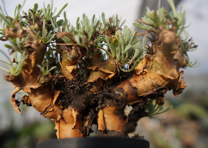 ひまいつオトンナ　ユーフォルビオイデス　中株　現地球 オトンナ・ユーフォルビオイデス Othonna euphorbioides No.12 | m