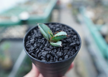 アガベ　チタノタ　 ブラックアンドブルー 　Agave titanota black and blue　No.16