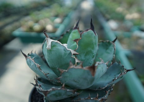 アガベ　チタノタ　 ブラックアンドブルー 　Agave titanota black and blue　No.10