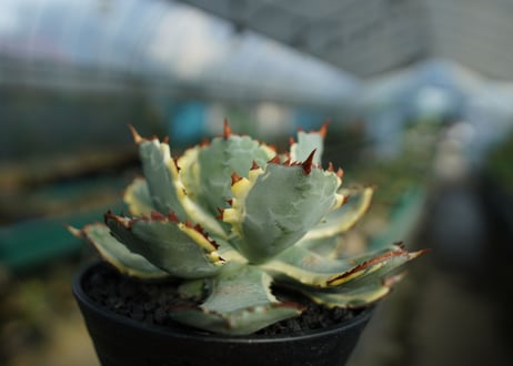 アガベ　兜蟹錦　連棘　Agave isthmensis “Kabutogani” variegata  No.5