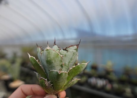 agave titanota ブラック＆ブルー　No.9
