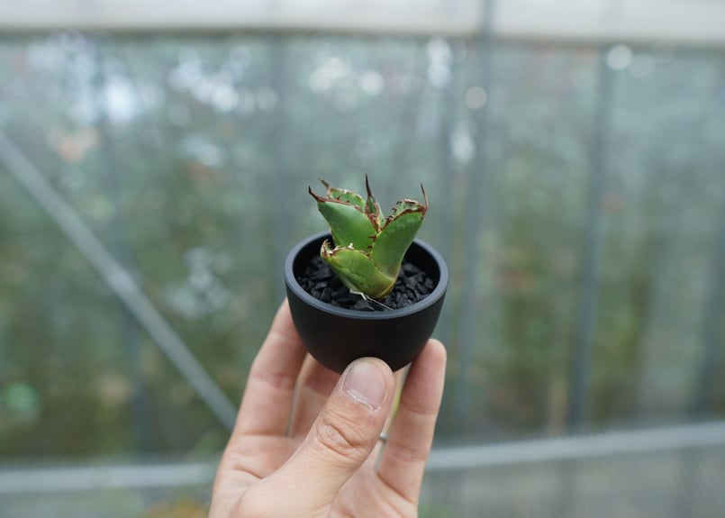 抜き苗】アガベ チタノタ 白鯨 fromイラン Agave titanota White w