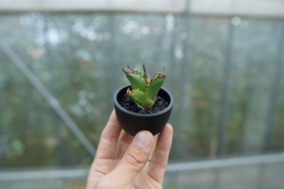 抜き苗】アガベ チタノタ 白鯨 fromイラン Agave titanota White 抜き苗】アガベ チタノタ 白鯨 fromイラン Agave titanota White