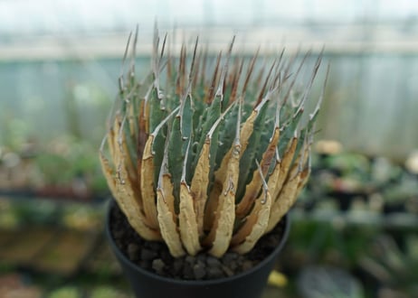 アガベ　ユタエンシス　Agave uthaensis　No.3