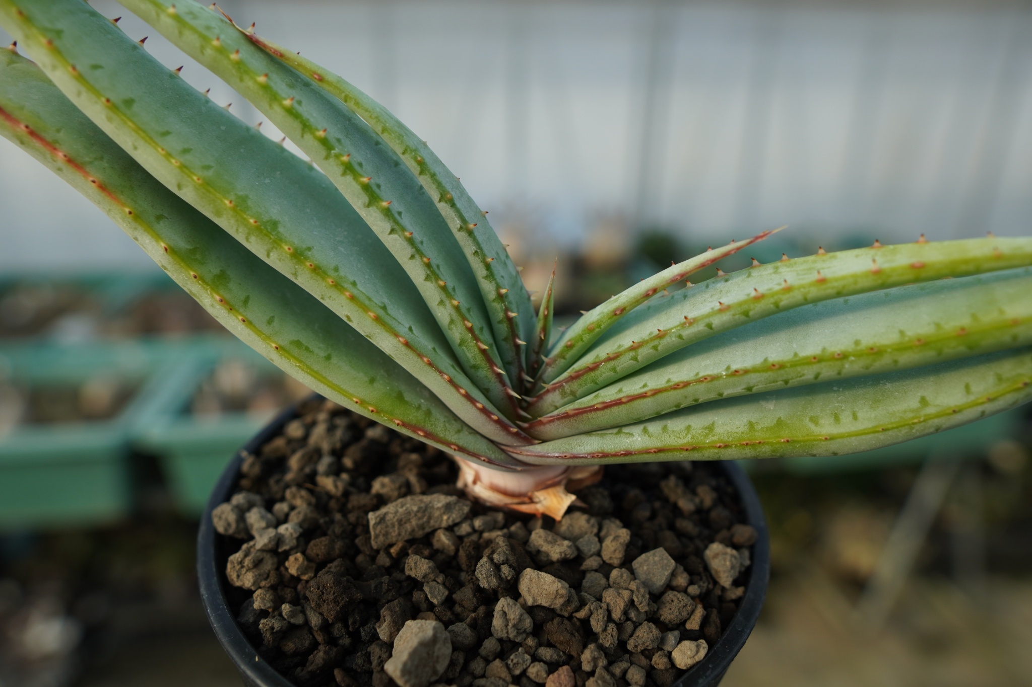 アロエ スプラフォリアータ Aloe suprafoliata | mana's farm:塊 アロエ スプラフォリアータ Aloe suprafoliata | mana's farm:塊