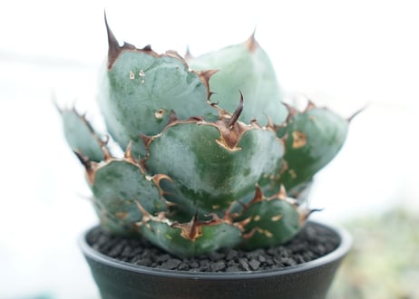 アガベ　チタノタ　 ブラックアンドブルー 　Agave titanota black and blue　NO.3