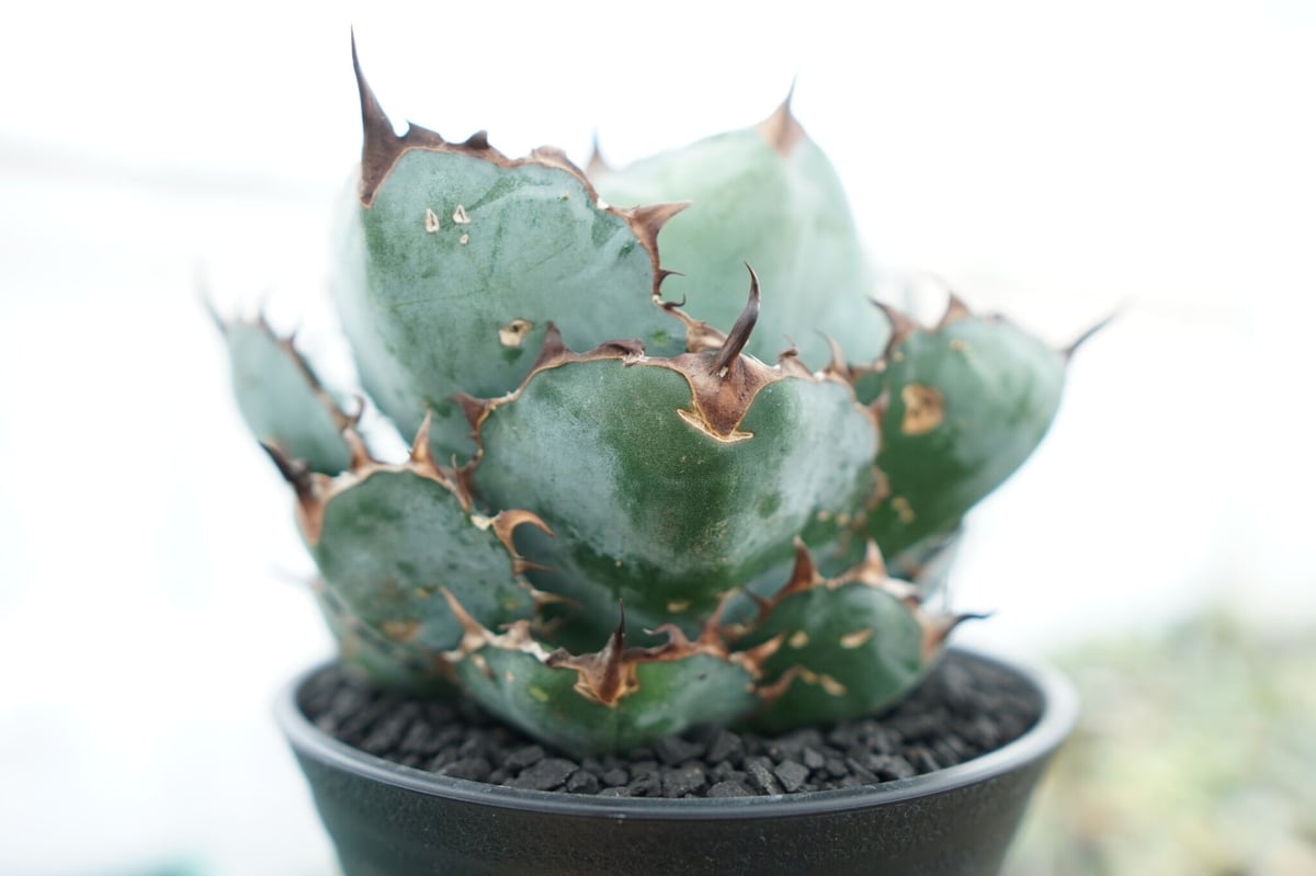 アガベ チタノタ ブラックアンドブルー Agave titanota black and