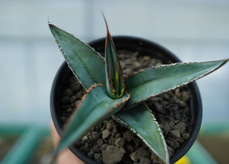 アガベ　オテロイ　agave oteroi　No.2