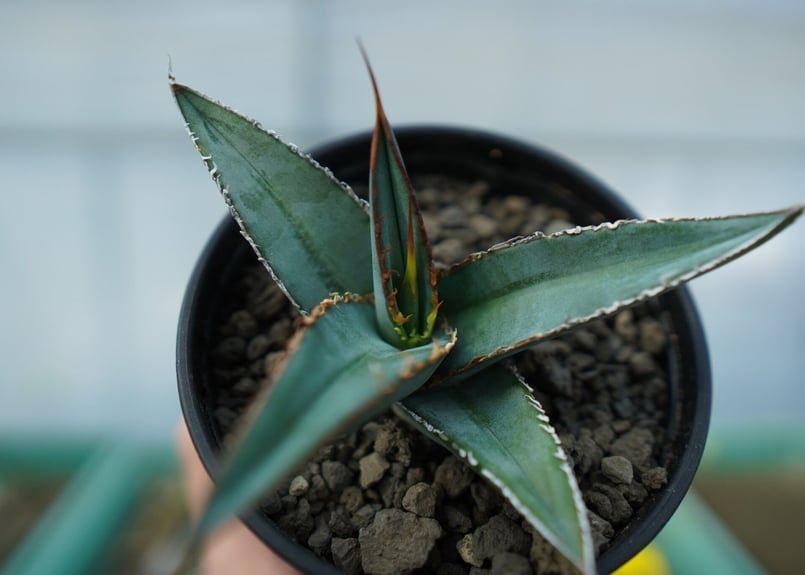 アガベ オテロイ agave oteroi No.2 | mana's farm:塊根植物・ア