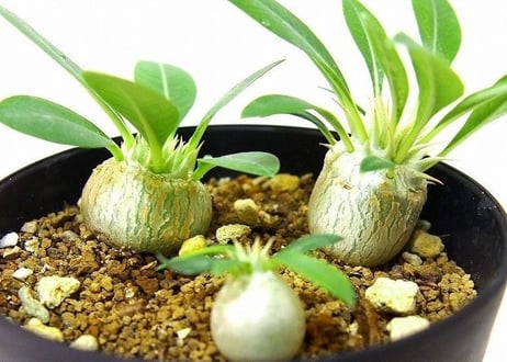 Pachypodium eburneum　パキポディウム　エブレネウム　実生苗３株set