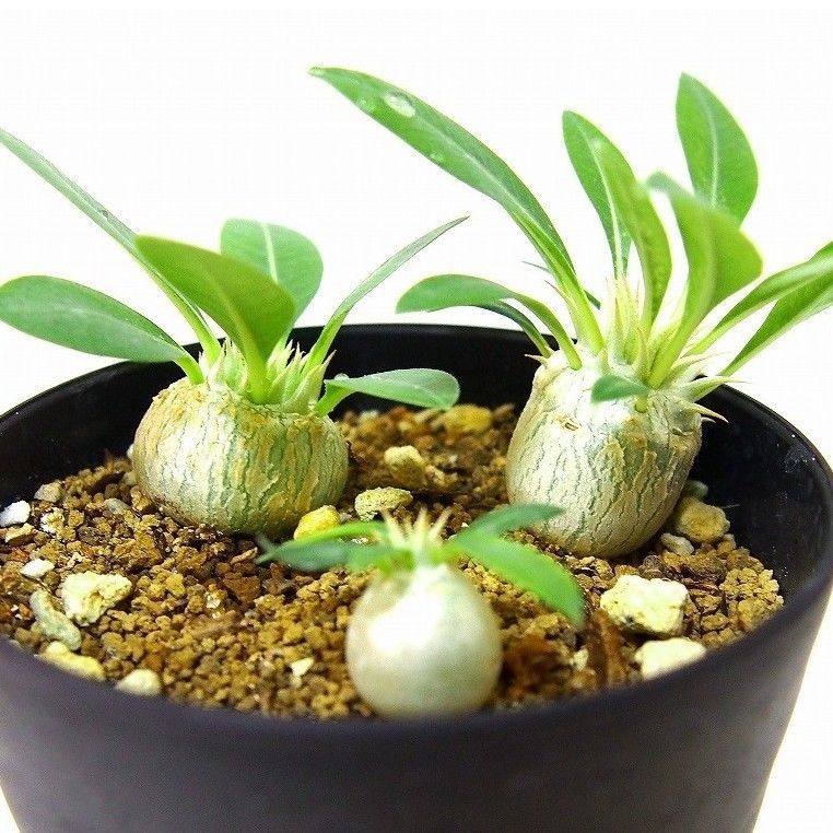 Pachypodium eburneum パキポディウム エブレネウム 実生苗3株set |