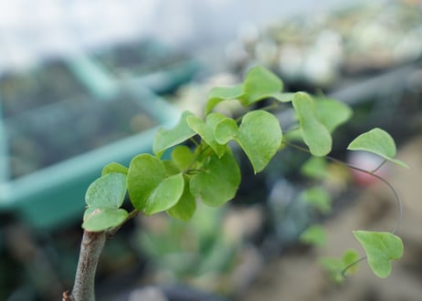 亀甲竜　Dioscorea Elephantipes