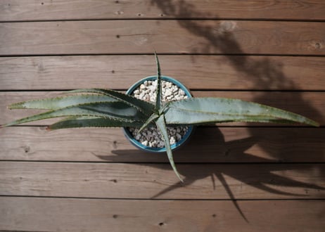 アロエ スプラフォリアータ Aloe suprafoliata