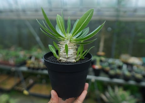 パキポディウム　恵比寿大黒　Pachypodium Densicaule　No.4