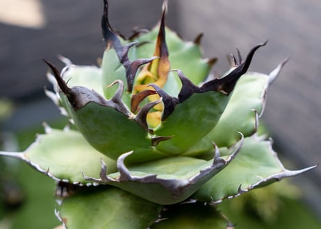 Agave ハデス 黒獄 A NO.1