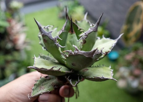 Agave titanota FO-76 B NO.5