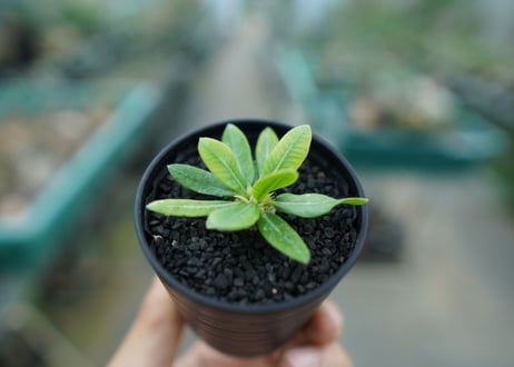 パキポディウム　恵比寿笑い　Pachypodium brevicaule　No.1