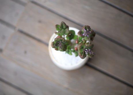 プレクトランサス　エルンスティー　Plectranthus ernstii