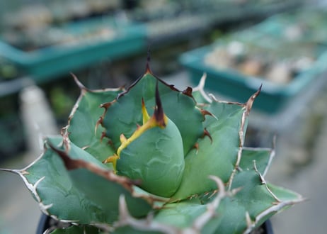 アガベ　チタノタ　FO-76　agave titanota  FO-76