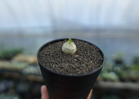 パキポディウム　恵比寿笑い　Pachypodium brevicaule　No.4