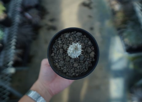 パキポディウム　デンシフローラム Pachypodium densiflorum  No.1