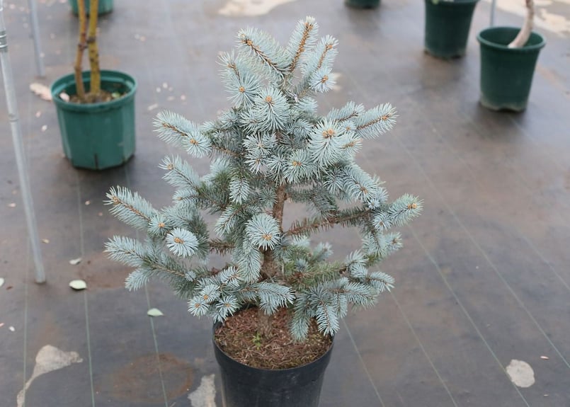 極上 125cm プンゲンストウヒ　ホプシー　ガーデニング プンゲンストウヒ ホプシー | mana's farm:塊根植物・アガベ・ドライ