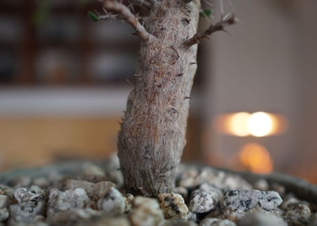 アローディア　コモサ　Alluaudia comosa