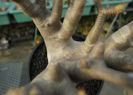 パキポディウム マカイエンセ　Pachypodium makayense　No.1