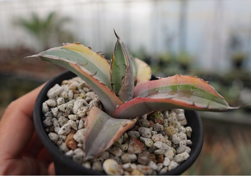 【超希少】アガベ　チタノタ　ホワイトアイス錦　発根済み アガベ チタノタ ホワイトアイス錦 | mana's farm:塊根植物・アガベ