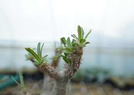 パキポディウム　グラキリス　 Pachypodium Gracilius  No.5