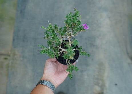 トリコディアデマ　SP　Trichodiadema densum  SP