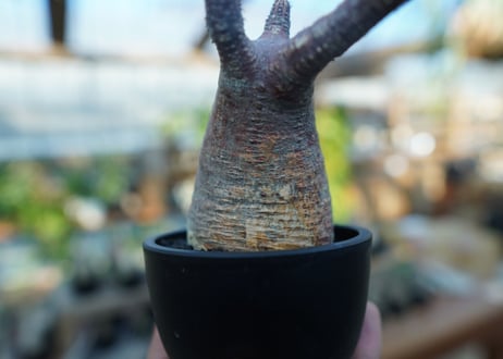 【未発根】パキポディウム　グラキリス　 Pachypodium Gracilius  No.16