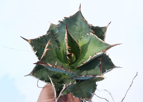 Agave titanota FO-76 compacta dwarf　№3