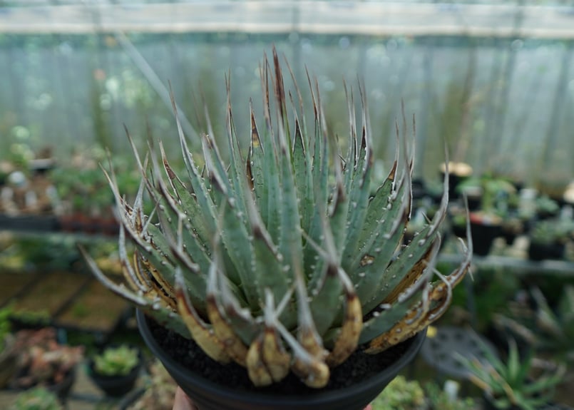 アガベ ユタエンシス Agave uthaensis No.4 | mana's farm:塊
