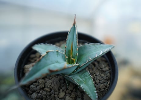 アガベ　オテロイ　agave oteroi　No.1