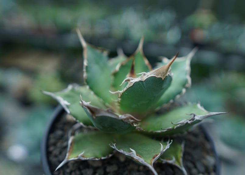 アガベ チタノタ FO-76 agave titanota FO-76 No.3 | man