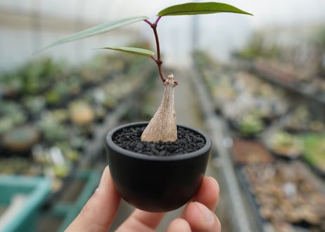 ペトペンチア　ナタレンシス　Petopentia natalensis  No.1