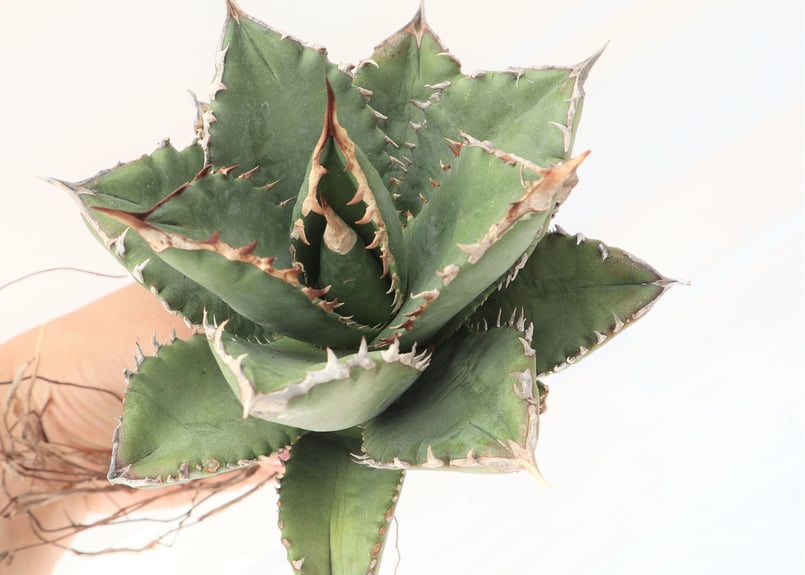 Agave titanota FO-76 compacta dwarf no.5 | man